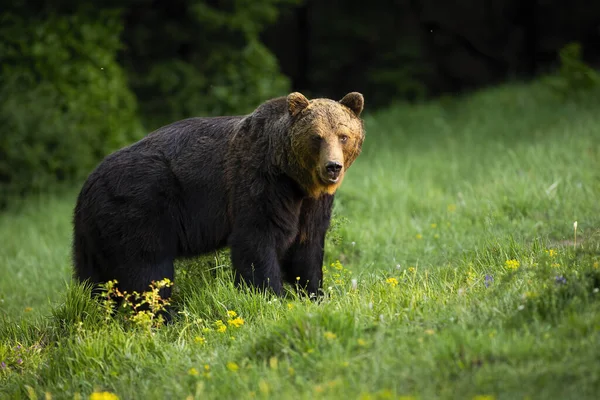 Majestatyczny niedźwiedź brunatny stojący na łące w naturze. — Zdjęcie stockowe