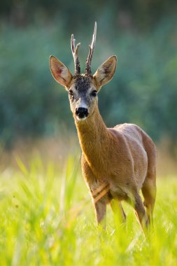 Akşam ışığında çimlerin üzerinde duran geyik geyiği..