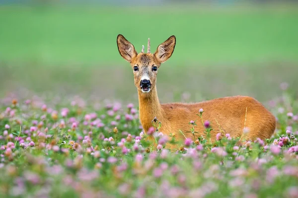 Yaz boyunca yoncalardan küçük boynuzları olan yavru geyik yavrusu.. — Stok fotoğraf