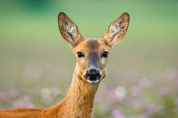Roe cervo corça de pé no prado olhando para a câmera . — Fotografia de Stock