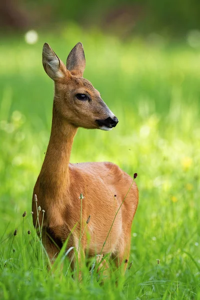 Roe veado fêmea de pé no prado no verão a partir da frente . — Fotografia de Stock