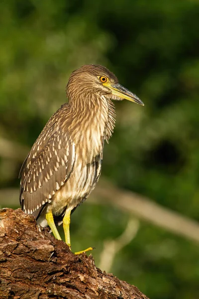 Young black-crowned night heron sitting on crust of tree. — Stock Photo, Image