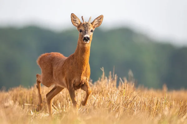 Roe deer buck walking on stubble field during the summer. — Stock Photo, Image