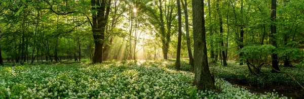 Vista panoramica di una radura forestale coperta di aglio selvatico in fiore. — Foto Stock