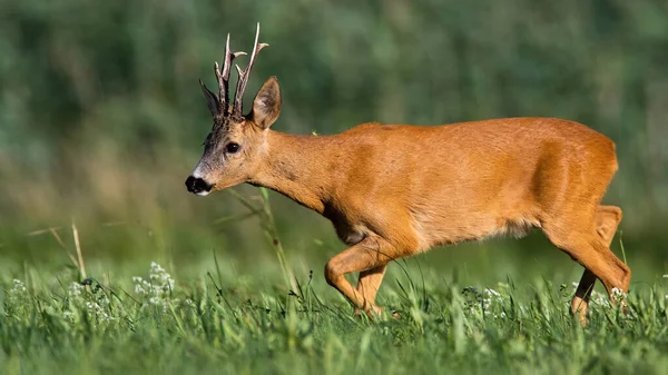 Roe geyik geyiği yazın çayırda yürüyor ve kokluyor. — Stok fotoğraf