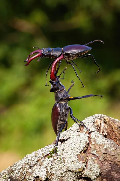 Two stag beetle males fighting against each other on the wood. — Stock Photo, Image