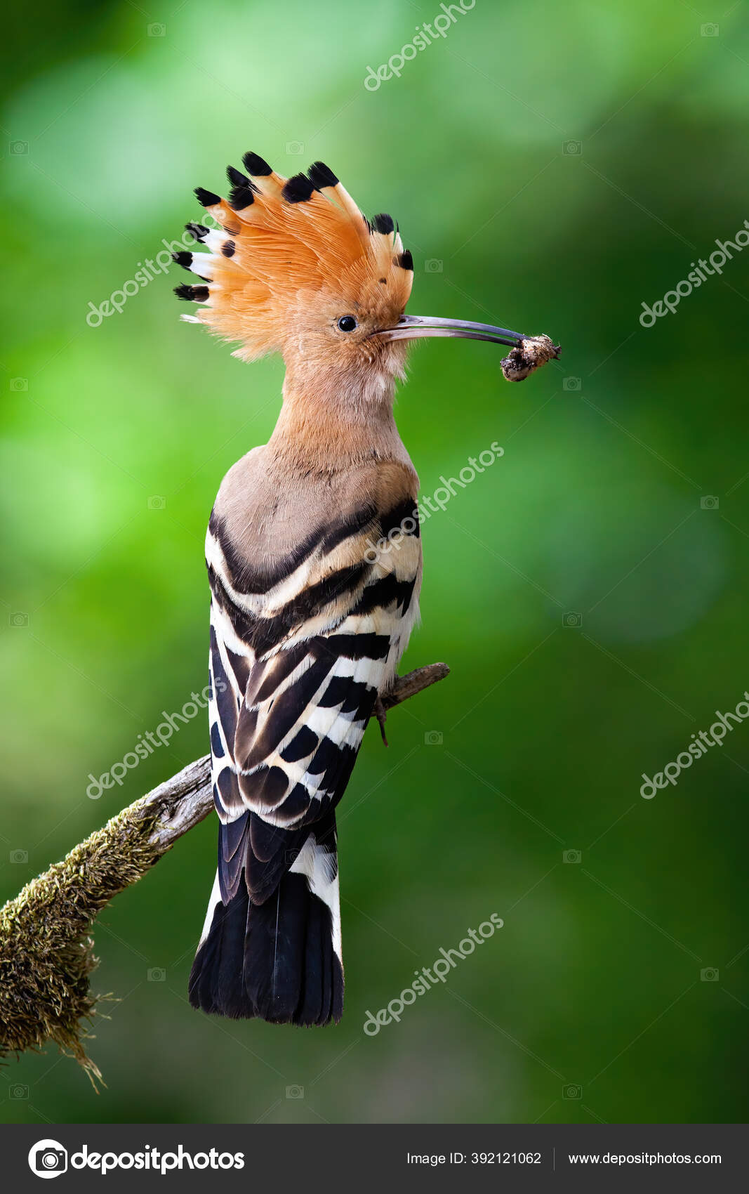 Hoopoe wildbird sale