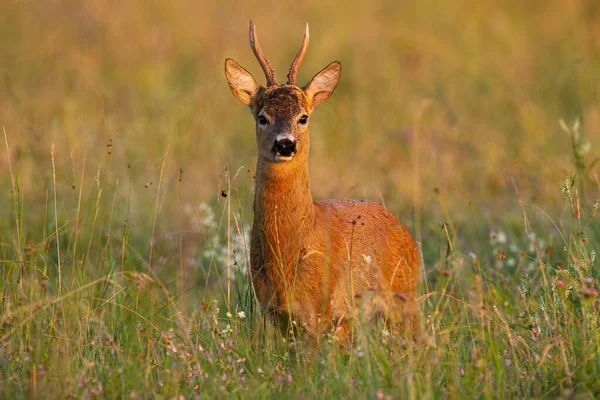 夏には日没時に牧草地に立つ鹿の背中. — ストック写真