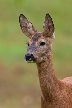 Roe geyiği yaz mevsiminde çayıra yakından bakıyor..