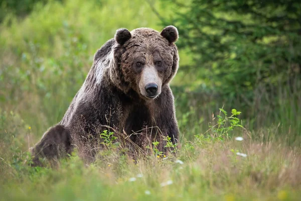 Orso bruno seduto sul prato nella natura estiva. — Foto Stock