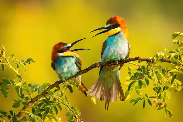 Two european bee-eater sitting on branch in summer. — Stock Photo, Image