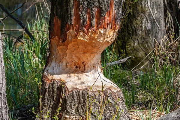 Marcas de dientes de castor en un tronco de árbol en un humedal — Foto de Stock
