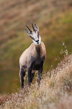 Tatra güveci yaz mevsiminde dik yamaçta duruyor..