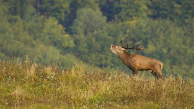 Görkemli kızıl geyik, sonbahar doğasında çayırda kükrüyor..