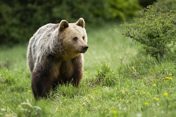 Пухнастий коричневий ведмідь стоїть на лузі влітку . — стокове фото