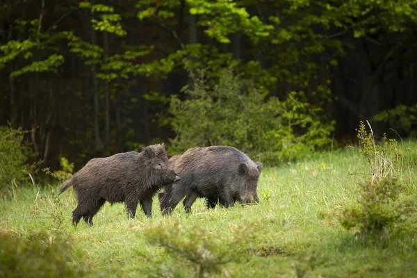 Dos jabalíes cavando en un prado con hierba verde en la naturaleza de verano . —  Fotos de Stock