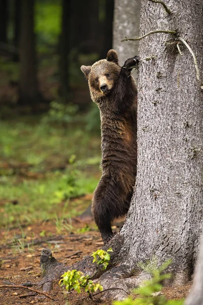 Majestatyczny niedźwiedź brunatny wspinaczka na drzewie w lesie w lecie. — Zdjęcie stockowe