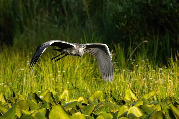 Grey heron flying over the wetland in summer nature. — Stock Photo, Image