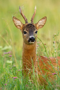 İlgi çekici geyik buvk çayırdaki kameraya bakıyor.