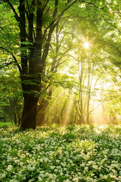 Campo de ramas florecientes bajo un árbol iluminado por rayos de sol . —  Fotos de Stock