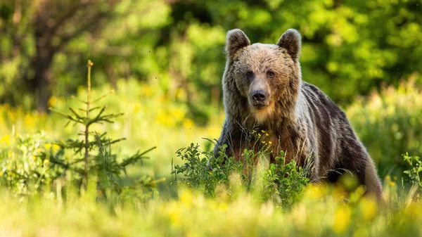 Pyšný medvěd hnědý stojící v lese v letní přírodě. — Stock fotografie