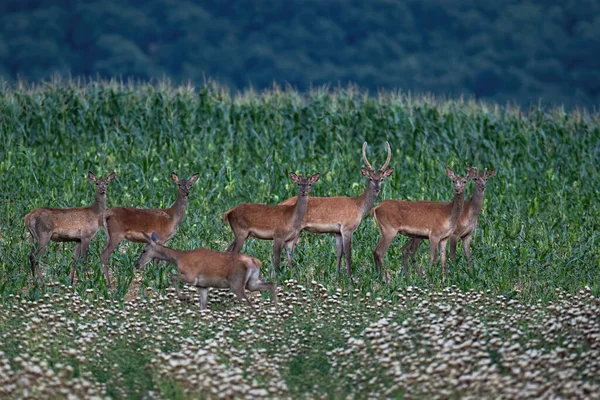 Groupe de cerfs rouges debout sur un champ de maïs pendant l'été. — Photo