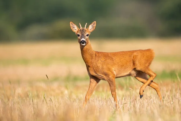 Veado ovas juvenis andando no campo de restolho durante o verão . — Fotografia de Stock