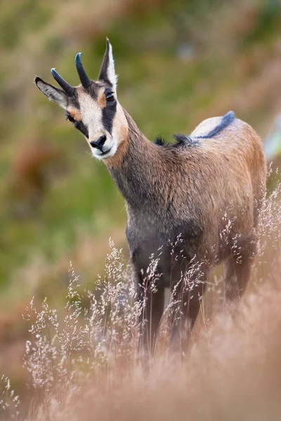 Tatra Chamois de pie en la colina empinada en la naturaleza de verano . —  Fotos de Stock