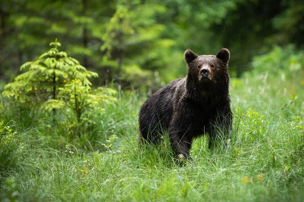 Imponerande brunbjörn stående i skogen i sommar natur. — Stockfoto