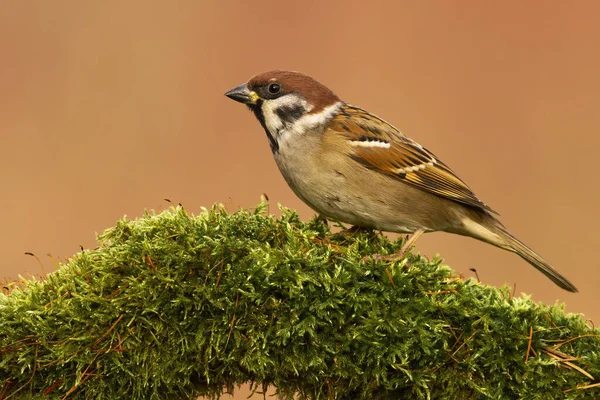 Eurasian tree sparrow sitting on branch with green moss in spring. — Stock Photo, Image