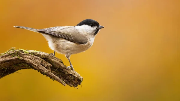 Willow tit sitting on branch in autumn nature with copy space. — Stockfoto