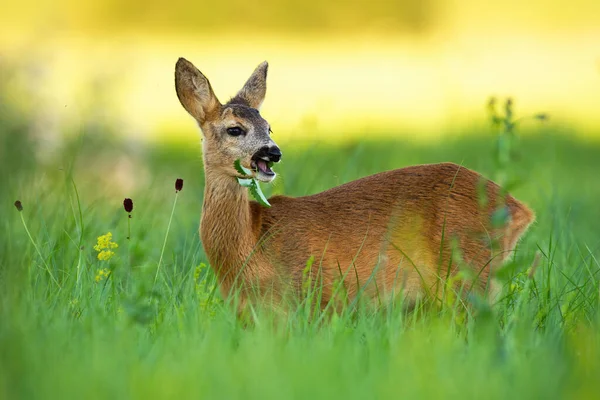 Roe jelen doe žvýkání na louce v letní přírodě. — Stock fotografie