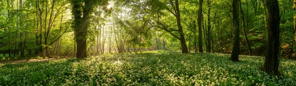 Дикий часник, що цвіте в зачарованому лісі . — стокове фото