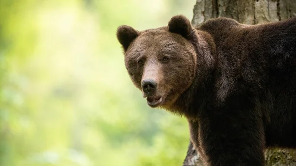 Riadó barna medve néz a kamera az erdőben. — Stock Fotó