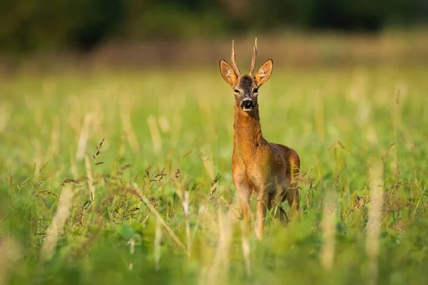 Впечатляющий олень олень стоящий на поле летом утром. — стоковое фото