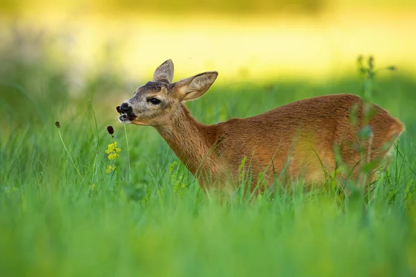 夏の自然の中で牧草地で餌を行う鹿. — ストック写真