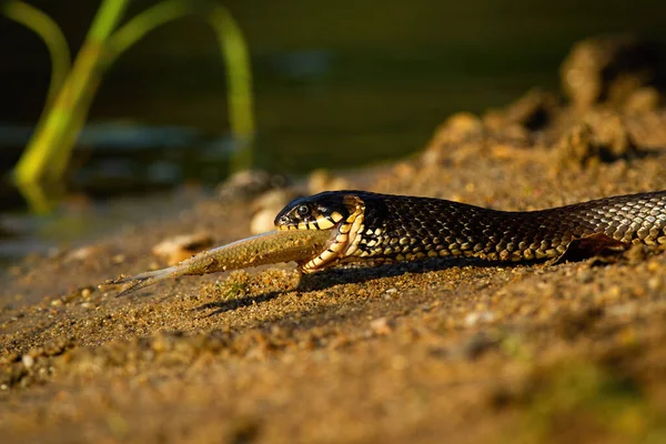 Grass snake holding fish on riverside in summer sunset. — Stock Photo, Image
