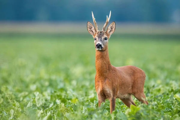 Alarmierter Rehbock steht im Sommer auf Feld. — Stockfoto