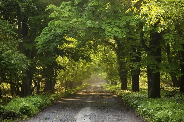 Sluneční paprsky dopadají na chráněnou lesní cestu. — Stock fotografie