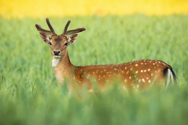 Ciervo de poca profundidad con cuernos en crecimiento de pie en el campo en la naturaleza de verano . —  Fotos de Stock