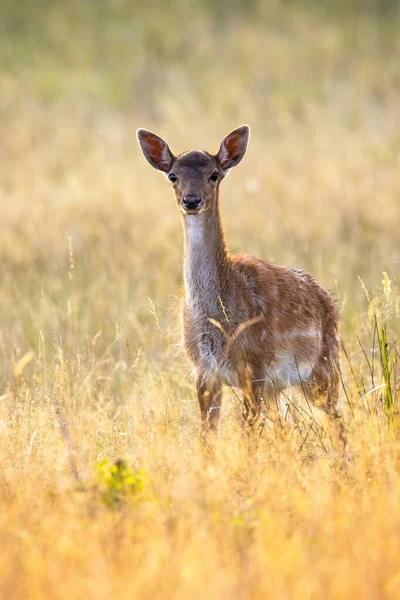 Mladý padlý jelen stojící na louce v letním západu slunce. — Stock fotografie