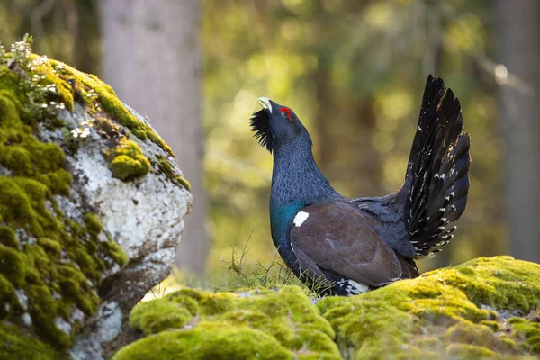 Stolzer Auerhahn leckt im Frühling auf Felsen. — Stockfoto