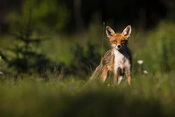 자랑 스러운 붉은 여우가 여름철 자연계의 초원에서 있다. — 스톡 사진