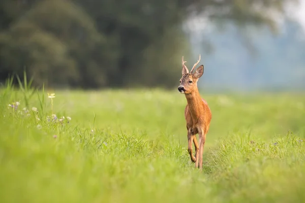 Rådjursbock närmar sig på ängen på sommaren natur. — Stockfoto