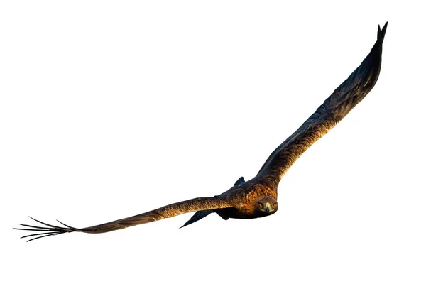 Volwassen gouden adelaar naar voren vliegend vanuit vooraanzicht geïsoleerd op witte achtergrond — Stockfoto