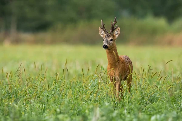 Capriolo vitale buck in piedi sul prato nella natura estiva. — Foto Stock