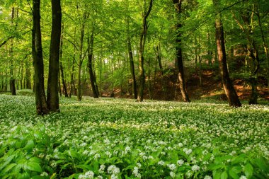 Yeşilli yeşil yaprakların altında ayı pırasası çiçekleri.