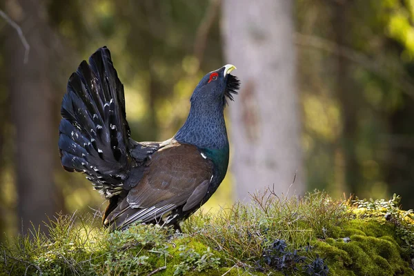 Hombre occidental capercaillie lekking en bosque en primavera. — Foto de Stock