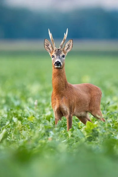 Alert roe deer buck standing on field in summer nature. — Stock Photo, Image