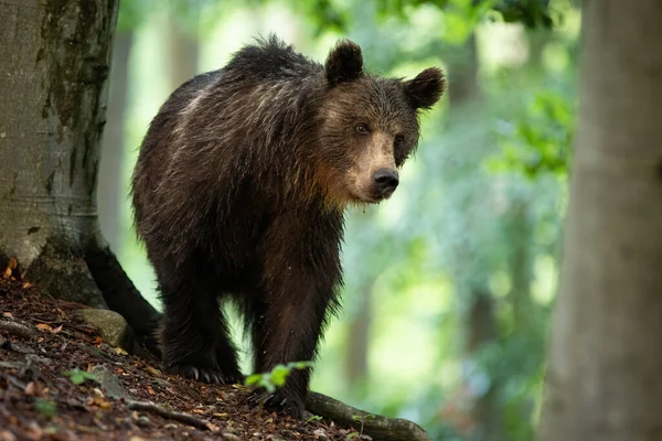 Orso bruno che cammina nella foresta nella natura estiva. — Foto Stock